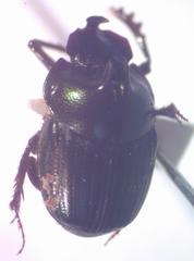 Onthophagus praecellens