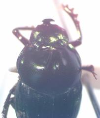Onthophagus praecellens