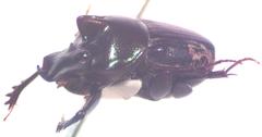 Onthophagus praecellens