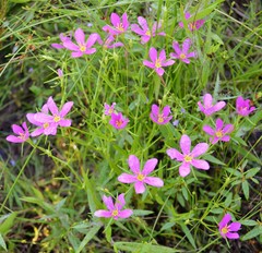 Sabatia arkansana