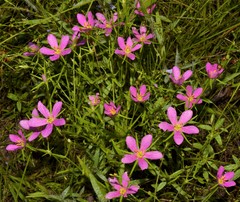 Sabatia arkansana