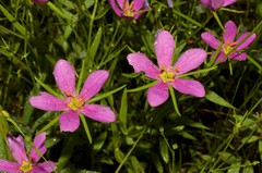 Sabatia arkansana