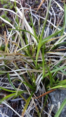 Carex rossii