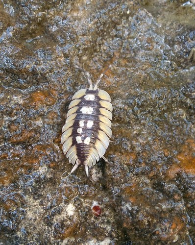 Porcellio expansus