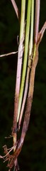 Scleria pauciflora