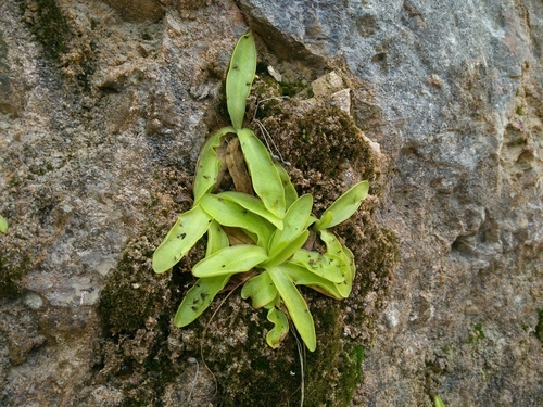 Pinguicula dertosensis