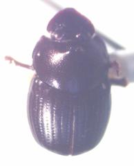 Onthophagus praecellens