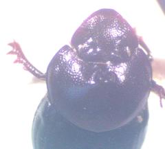 Onthophagus praecellens
