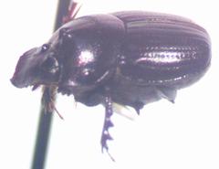 Onthophagus praecellens