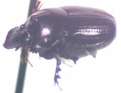 Onthophagus praecellens