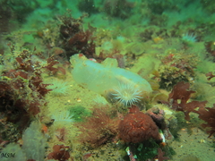 Ascidiella aspersa