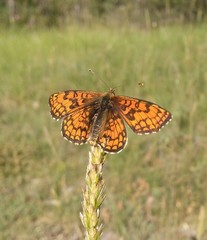 Melitaea parthenoides