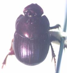 Onthophagus praecellens