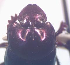 Onthophagus praecellens