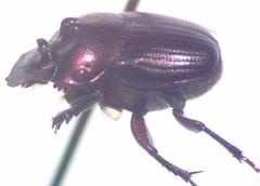 Onthophagus praecellens