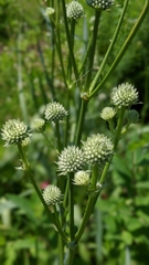 Eryngium yuccifolium
