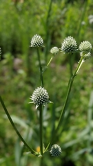 Eryngium yuccifolium