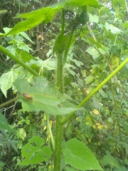 Cnidoscolus multilobus