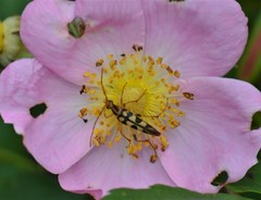 Strangalia luteicornis