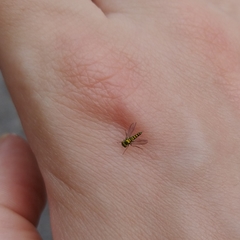 Condylostylus caudatus