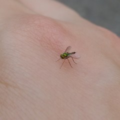 Condylostylus caudatus