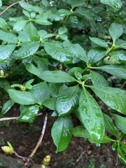 Rhododendron prunifolium
