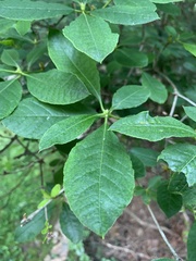 Rhododendron prunifolium