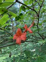 Rhododendron prunifolium