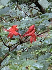 Rhododendron prunifolium