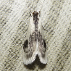 Cliniodes ostreonalis