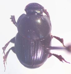 Onthophagus batesi