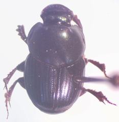 Onthophagus batesi