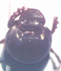 Onthophagus batesi