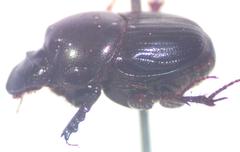 Onthophagus batesi
