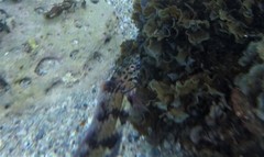 Eupetrichthys angustipes