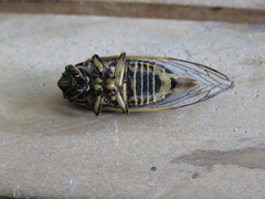 Okanagana fratercula
