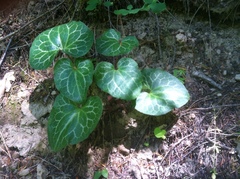 Asarum hartwegii