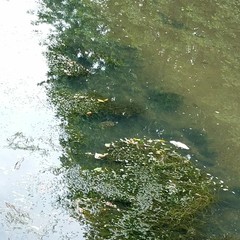 Trachemys scripta elegans