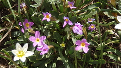 Primula angustifolia