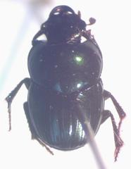 Onthophagus tapirus