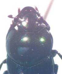 Onthophagus tapirus