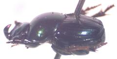 Onthophagus tapirus