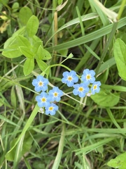 Myosotis scorpioides