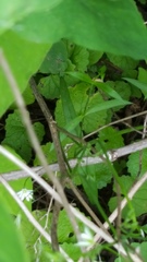 Stellaria longifolia