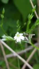 Stellaria longifolia