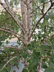 Betula pendula
