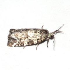 Archips packardiana