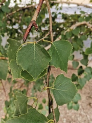 Betula pendula