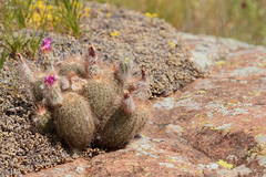 Echinocereus reichenbachii baileyi