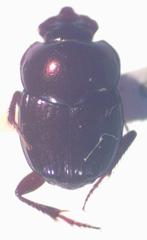 Onthophagus tapirus